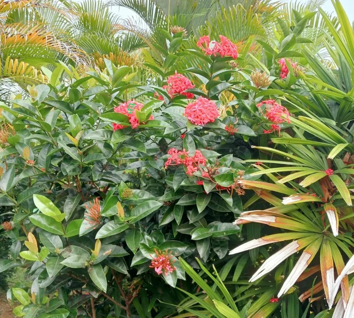 Studio A Sofaia Sainte-Rose Guadeloupe
